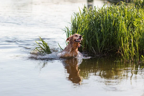 Happy golden retriever jumping in the water