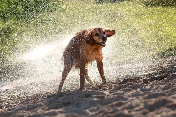 Cão Molhado Tremendo Após Natação Luz Pôr Sol — Fotografia de Stock