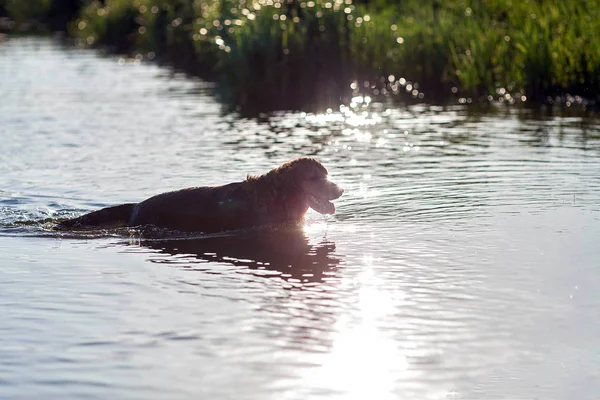 Feliz Golden Retriever Nadando Lago — Fotografia de Stock