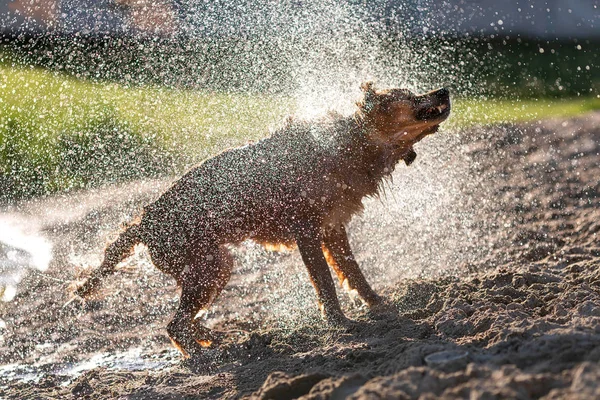 Wet dog shaking off after swimming, sunset light