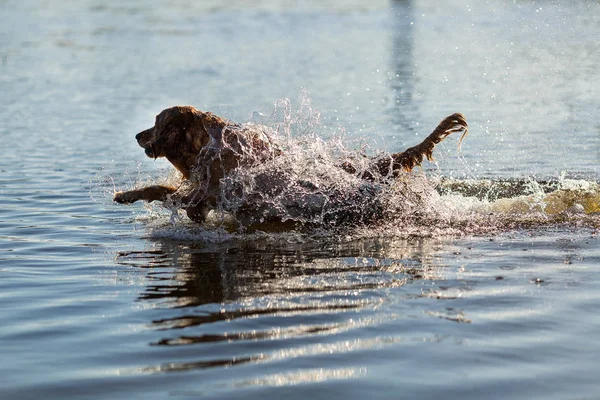 Ευτυχισμένος Σκύλος Διασκεδάζοντας Και Άλμα Στο Νερό — Φωτογραφία Αρχείου