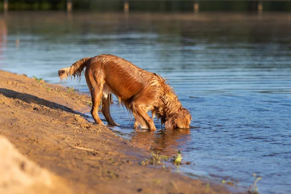 Happy Wet Golden Retriver Está Tentando Mergulhar Lago — Fotografia de Stock