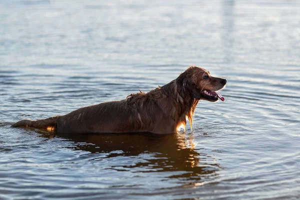 Perro Feliz Parado Agua Después Nadar —  Fotos de Stock