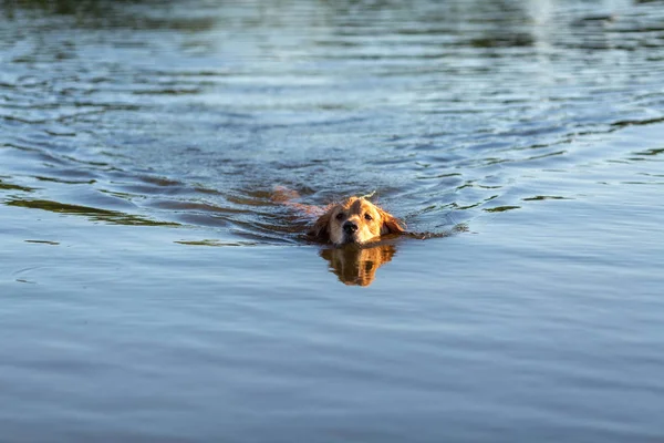 Feliz Golden Retriever Nadando Lago — Fotografia de Stock