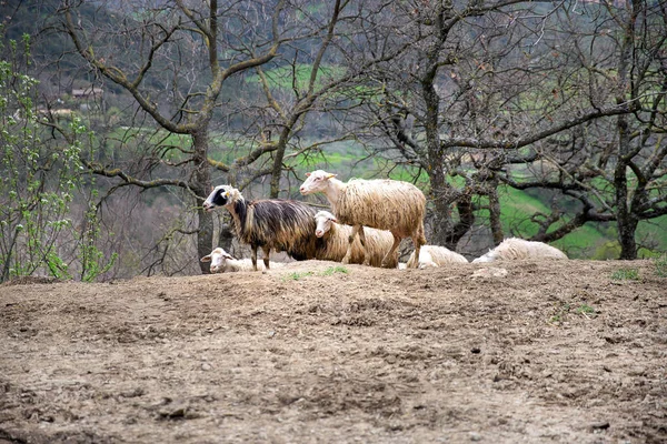 Groupe Moutons Debout Sur Une Colline — Photo