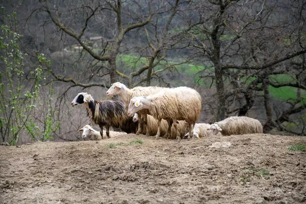 Groupe Moutons Sur Colline — Photo