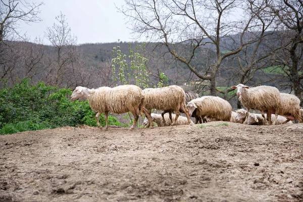 Groupe Moutons Sur Colline — Photo