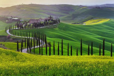 Green hills of Tuscany in early spring clipart