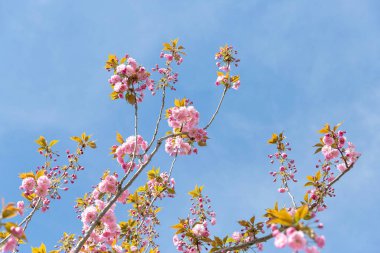 Badem ağacı çiçek açan dal 