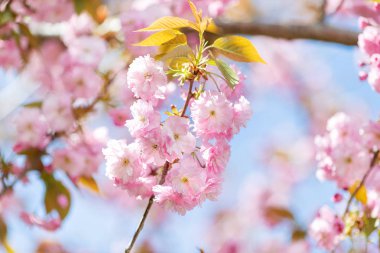 Badem ağacı çiçek açan dal 