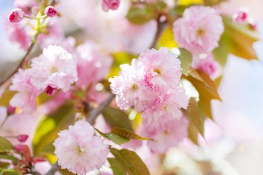 Badem ağacı çiçek açan dal 