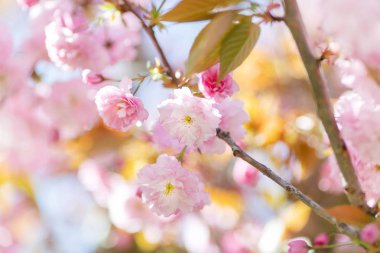 Bahar badem ağacı çiçek açan dal