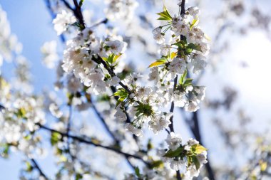 Bahar meyve çiçek açan dal