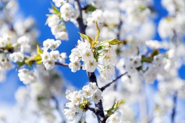 Bahar meyve bahçesi içinde çiçek açan dal