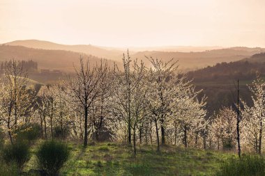 Güzel manzara, orchard, Tuscany günbatımı