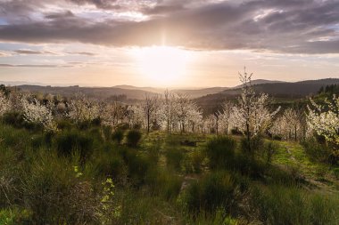 Orchard, Tuscany yukarıda doğal günbatımı