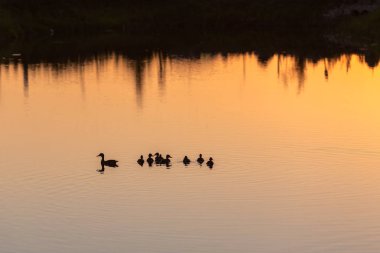 Gün batımı ışık suda yüzme ördek ailesi