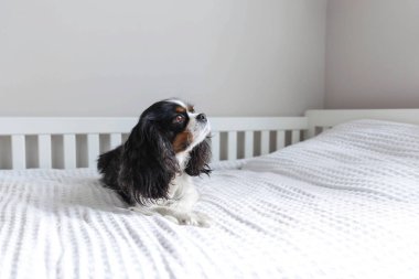 yatakta yatarken şirin cavalier spaniel