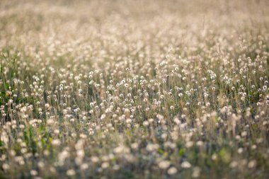 Dandelions günbatımı ışık meadwo üzerinde