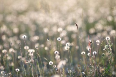 Dandelions günbatımı ışık çayır üzerinde