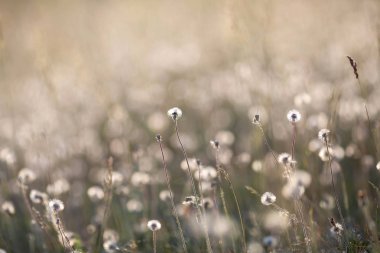 Dandelions günbatımı ışık çayır üzerinde