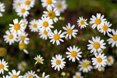 Çayır, üstten görünüm üzerinde papatya grubu