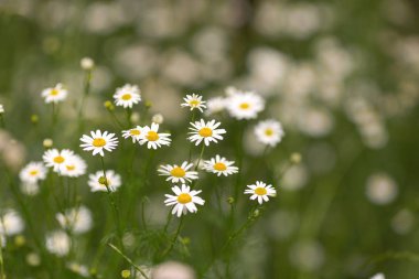 Çayır üzerinde papatya grubu