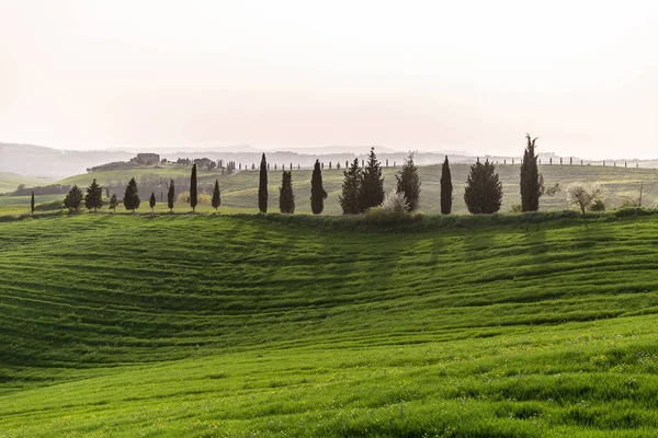 Collines Verdoyantes Toscane Vue Panoramique — Photo