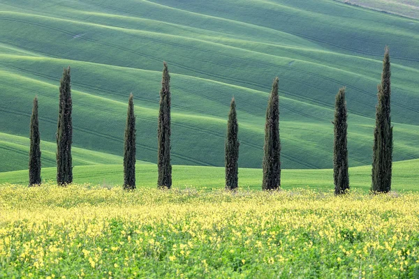 Rangée Cyprès Sur Les Douces Collines Toscane — Photo