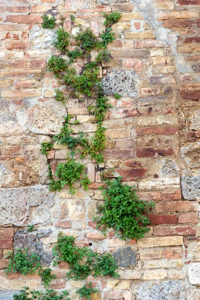 Old wall made of bricks overgrown with plants