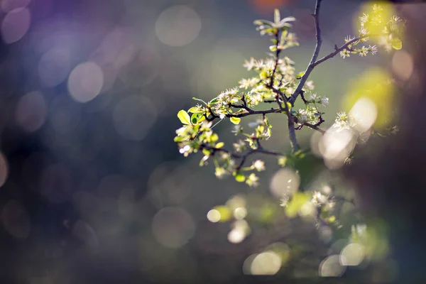 Spring Orchard Blossoming Twig Sunshine — Stock Photo, Image