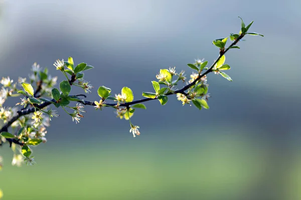 Spring Orchard Blossoming Twig Sunshine — Stock Photo, Image