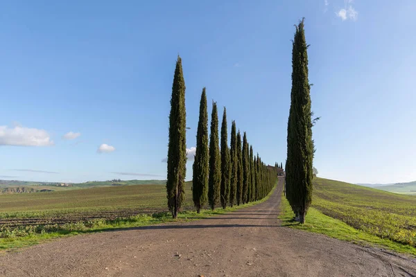 Cypress Träd Rad Tuscany — Stockfoto