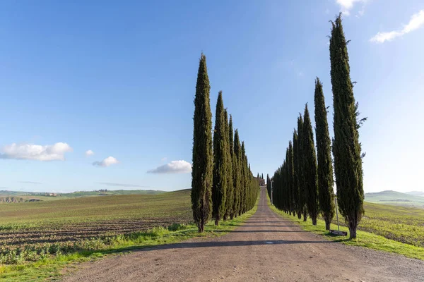 Selvi ağaçları üst üste erken bahar, Tuscany