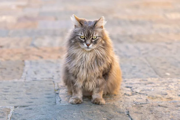 Einzelkatze Sitzt Auf Dem Bürgersteig — Stockfoto