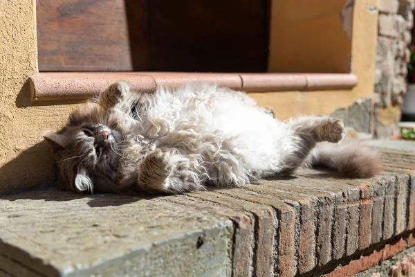 Cat Avkopplande Solen Utanför Huset — Stockfoto