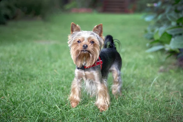 Cute Yorkshire Terrier Standing Grass — Stock Photo, Image