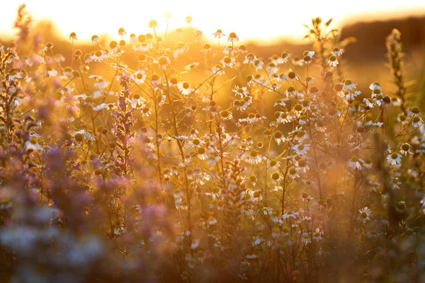 Piękne Lato Łąka Kolorowych Kwiatów Zachód Światło — Zdjęcie stockowe