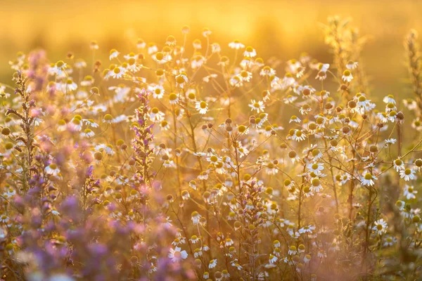 Piękne Lato Łąka Kolorowych Kwiatów Zachód Światło — Zdjęcie stockowe
