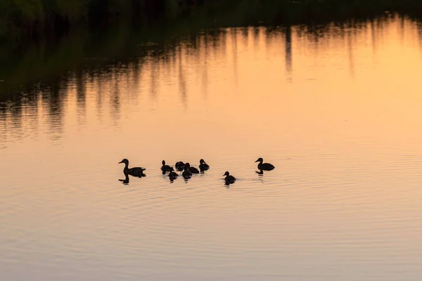Сім Качок Плавають Воді Під Час Заходу Сонця — стокове фото