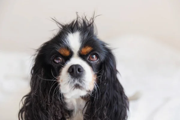 Cão com cabelo bagunçado — Fotografia de Stock