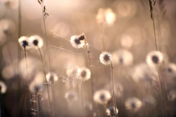 Dandelions Meadow Sunset Light — Stock Photo, Image