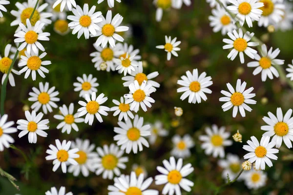 Group Camomile Meadow Top View — Stock Photo, Image