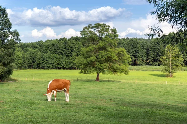 Vache Brune Blanche Sur Champ Vert Été — Photo