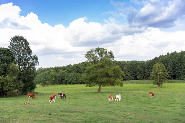 Vacas Marrons Brancas Campo Verde Verão — Fotografia de Stock