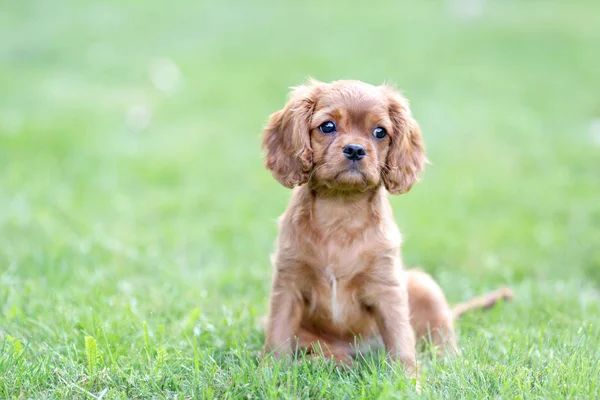 Carino Cucciolo Seduto Sull Erba Verde — Foto Stock