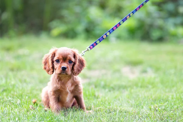 Carino Cucciolo Guinzaglio Seduto Sull Erba Teh — Foto Stock