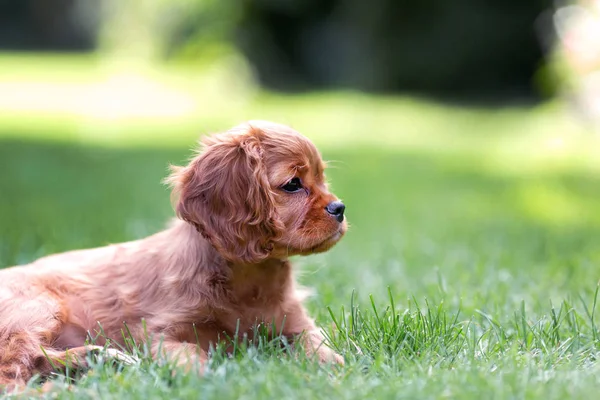 Carino Cucciolo Sdraiato Sull Erba — Foto Stock