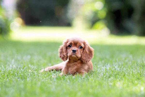 Carino Cucciolo Sdraiato Sull Erba Giardino — Foto Stock