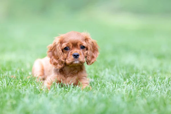 Cute Puppy Lying Grass Garden — Stock Photo, Image